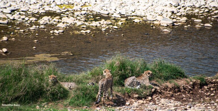 MAJOR SETBACK// Four Cheetah Cubs Found Dead In Kuno National Park Four Cheetah Cubs found dead on Tuesday morning in a major setback to project cheetah